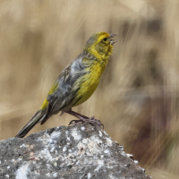 serin_des_canaries_-_serinus_canaria3bd
