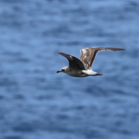 goeland_leucophee_atlantis_-_larus_michahellis_atlantis4bd