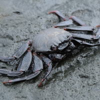 grapsus_adscensionis7bd