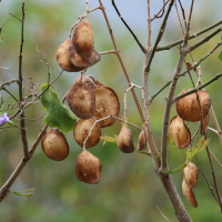 jacaranda_mimosifolia6bd