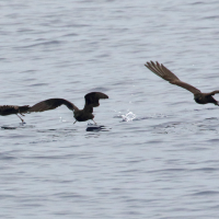petrel_de_bulwer_-_bulweria_bulwerii2md