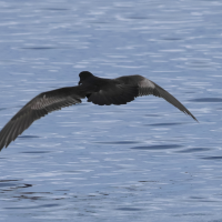 petrel_de_bulwer_-_bulweria_bulwerii4bd