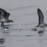 puffin_cendre_-_calonectris_borealis2mdjpg