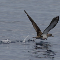 puffin_cendre_-_calonectris_borealis3md