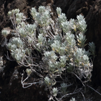 Helichrysum obconicum (Helichrysum, Immortelle)