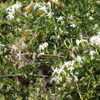 jasminum_azoricum2md