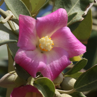 lagunaria_patersonii8md