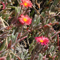 malephora_crocea5md