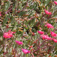 malephora_crocea6md