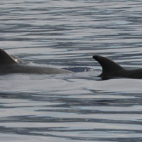 tursiops_truncatus4md