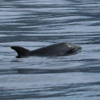 tursiops_truncatus5bd