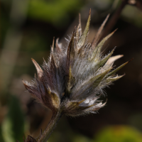 bituminaria_bituminosa5md (Bituminaria bituminosa)