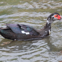 canard_de_barbarie_-_cairina_moschata4md