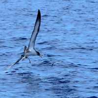 cheilopogon_melanurus3bd