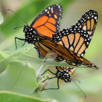 danaus_plexippus8md