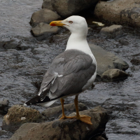 goeland_leucophee_atlantis_-_larus_michahellis_atlantis5md
