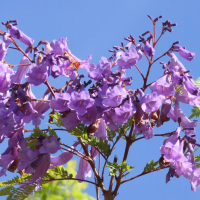 jacaranda_mimosifolia5bd