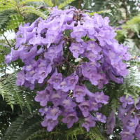jacaranda_mimosifolia9md