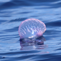 Physalia physalis (Physalie, Galère portugaise, Vessie de mer)