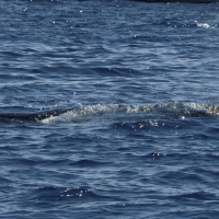 physeter_macrocephalus2bd