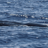 physeter_macrocephalus3bd