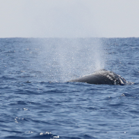 physeter_macrocephalus4md