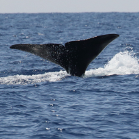 physeter_macrocephalus5md