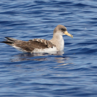 puffin_cendre_-_calonectris_borealis4md