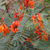 sesbania_punicea4md