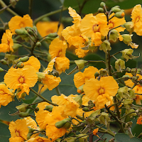tipuana_tipu9md (Tipuana tipu)
