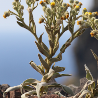 Andryala glandulosa (Andryale glanduleuse)