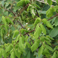 Cardiospermum grandiflorum (Cardiosperme à grandes fleurs)