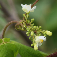 cardiospermum_grandiflorum2md