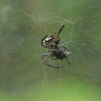 cyrtophora_citricola8bd