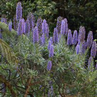 echium_candicans5md