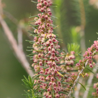 erica_arborea5md