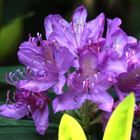 rhododendron_ponticum3md