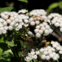Ageratina adenophora (Agératine, Eupatoire glanduleuse)