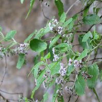 Bystropogon maderensis (Bystropogon)