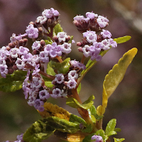 bystropogon_punctatus2md