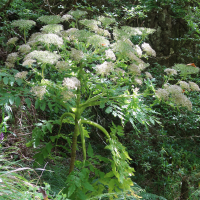 Daucus decipiens (Persil de Madère, Persil noir)