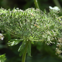 daucus_decipiens3md