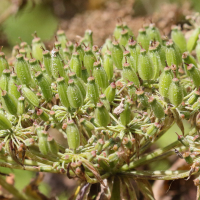 daucus_decipiens4md