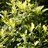 Clethra arborea (Clethra)