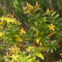 Hypericum glandulosum (Millepertuis)