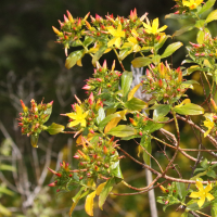 hypericum_glandulosum2md