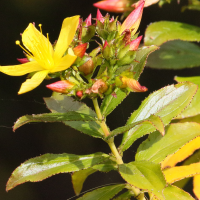 hypericum_glandulosum3md