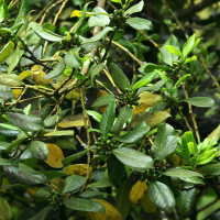 Ilex canariensis (Houx des Canaries)