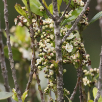 ilex_canariensis2md