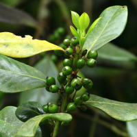 ilex_canariensis3md